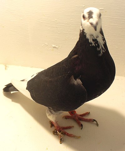 A Simple Plan to Keeping Your Racing Pigeons Healthy